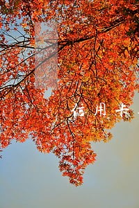 信用卡逾期多久变成坏账 信用卡逾期多久变成坏账