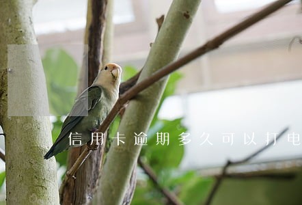 信用卡逾期多久可以打电话 信用卡逾期多久可以打电话