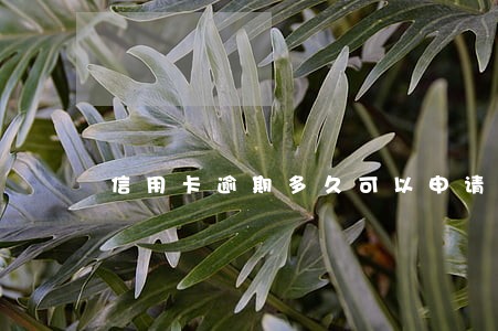 信用卡逾期多久可以申请免息