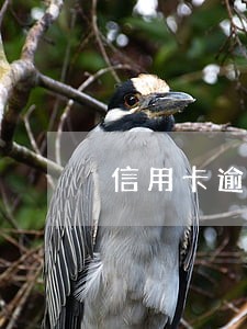 信用卡逾期多久可以还最低 信用卡逾期多久可以还最低