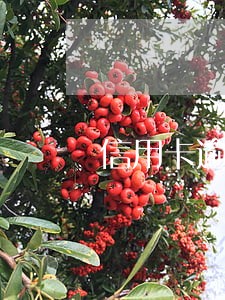 信用卡逾期多久后不再产生利息 信用卡逾期多久后不再产生利息