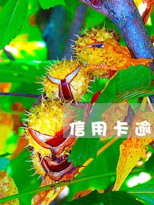 信用卡逾期多久后不能坐高铁 信用卡逾期多久后不能坐高铁
