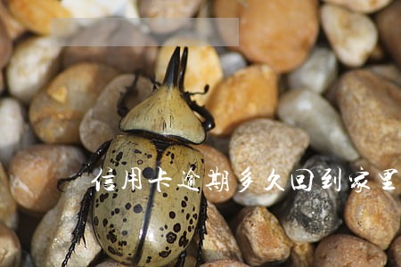 信用卡逾期多久回到家里 信用卡逾期多久回到家里