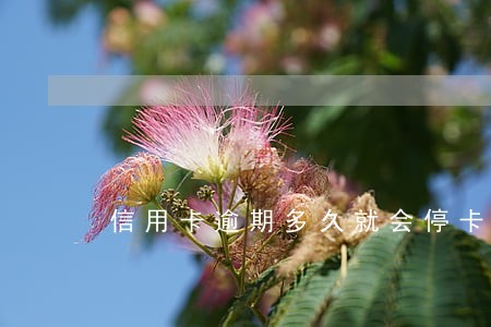 信用卡逾期多久就会停卡 信用卡逾期多久就会停卡