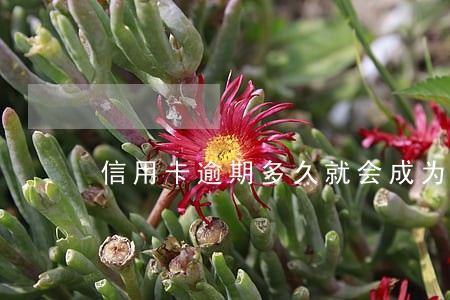 信用卡逾期多久就会成为老赖 信用卡逾期多久就会成为老赖