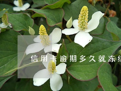 信用卡逾期多久就冻结 信用卡逾期多久就冻结