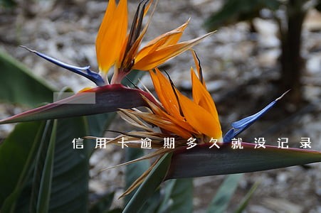 信用卡逾期多久就没记录了 信用卡逾期多久就没记录了