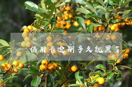 信用卡逾期多久就黑了 信用卡逾期多久就黑了