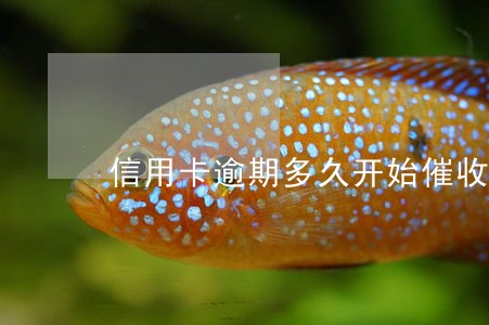 信用卡逾期多久开始催收 信用卡逾期多久开始催收