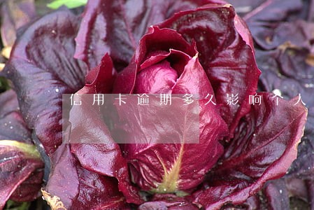 信用卡逾期多久影响个人贷款 信用卡逾期多久影响个人贷款