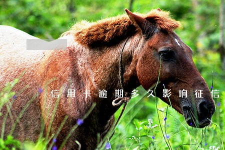 信用卡逾期多久影响征信买房 信用卡逾期多久影响征信买房