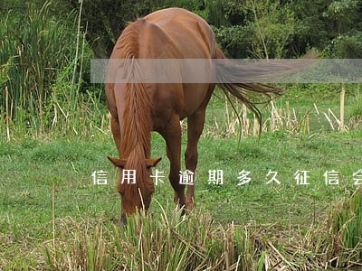 信用卡逾期多久征信会五年 信用卡逾期多久征信会五年