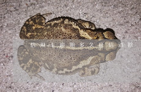 信用卡逾期多久征信消除