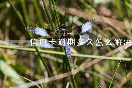 信用卡逾期多久怎么解决