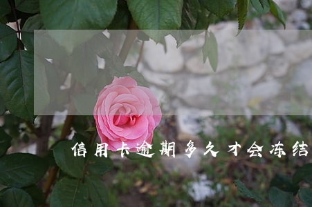 信用卡逾期多久才会冻结银行 信用卡逾期多久才会冻结银行