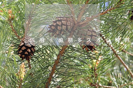 信用卡逾期多久才会被判刑