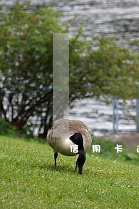 信用卡逾期多久才会锁卡 信用卡逾期多久才会锁卡