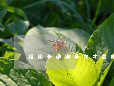 信用卡逾期多久才会限高 信用卡逾期多久才会限高