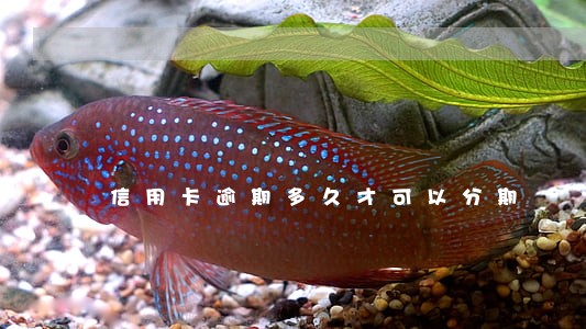 信用卡逾期多久才可以分期 信用卡逾期多久才可以分期