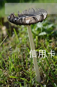 信用卡逾期多久才可以恢复信用