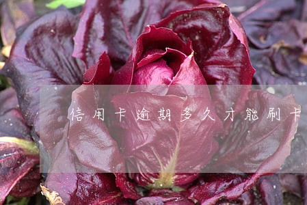 信用卡逾期多久才能刷卡 信用卡逾期多久才能刷卡