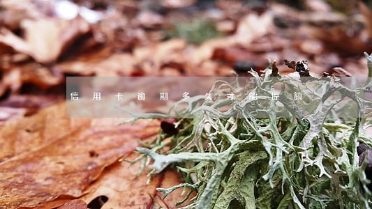 信用卡逾期多久才能提额 信用卡逾期多久才能提额