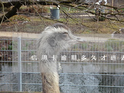 信用卡逾期多久才进去黑名单