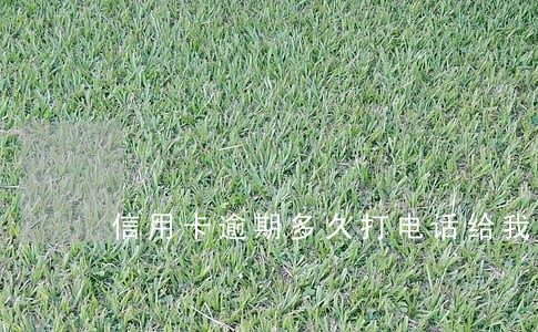 信用卡逾期多久打电话给我 信用卡逾期多久打电话给我
