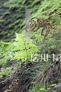 信用卡逾期多久扣收