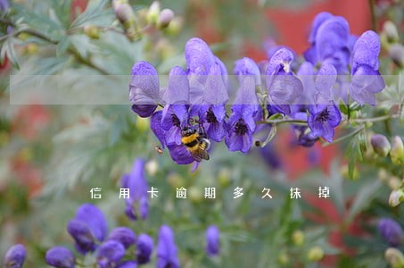 信用卡逾期多久抹掉 信用卡逾期多久抹掉