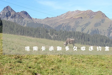 信用卡逾期多久收违约金吗