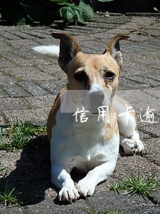 信用卡逾期多久是第三方催收 信用卡逾期多久是第三方催收