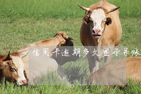 信用卡逾期多久显示呆账 信用卡逾期多久显示呆账