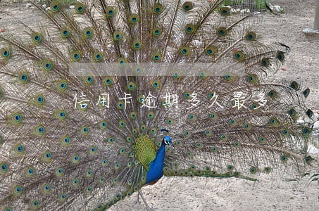信用卡逾期多久最多 信用卡逾期多久最多