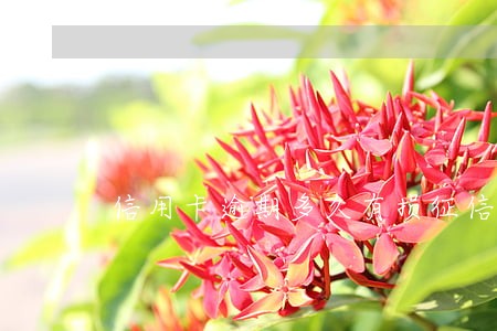 信用卡逾期多久有损征信 信用卡逾期多久有损征信