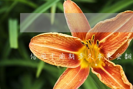 信用卡逾期多久本来会翻倍 信用卡逾期多久本来会翻倍