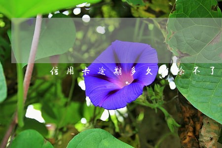 信用卡逾期多久消除不了 信用卡逾期多久消除不了