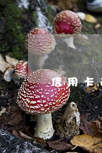 信用卡逾期多久移交法院 信用卡逾期多久移交法院