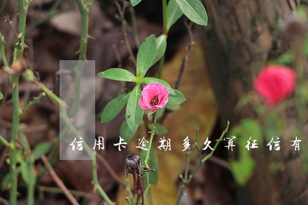 信用卡逾期多久算征信有问题 信用卡逾期多久算征信有问题
