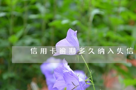 信用卡逾期多久纳入失信