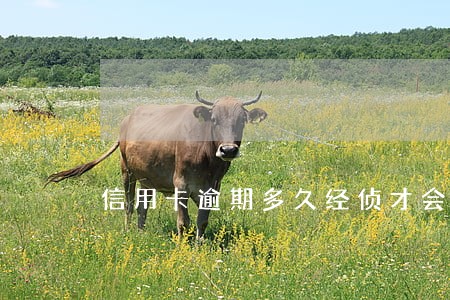信用卡逾期多久经侦才会介入 信用卡逾期多久经侦才会介入