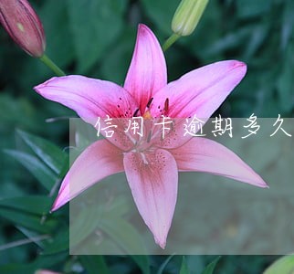 信用卡逾期多久联系不上算失联