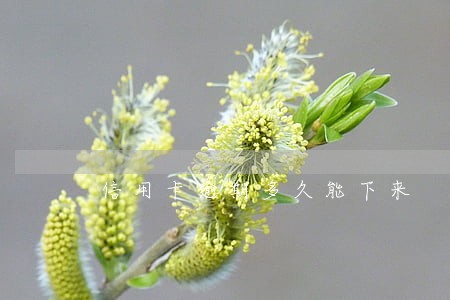 信用卡逾期多久能下来 信用卡逾期多久能下来