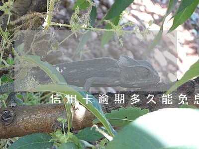 信用卡逾期多久能免息 信用卡逾期多久能免息