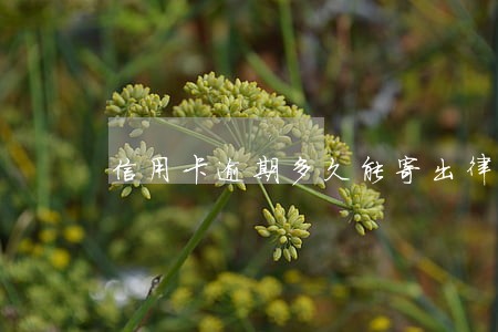 信用卡逾期多久能寄出律师函 信用卡逾期多久能寄出律师函
