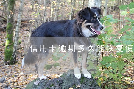 信用卡逾期多久能恢复使用