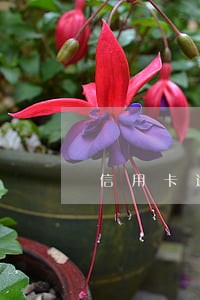 信用卡逾期多久能成失信人员