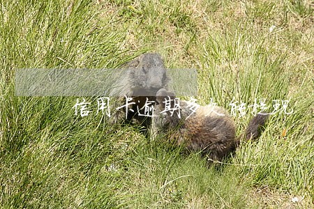 信用卡逾期多久能提现 信用卡逾期多久能提现