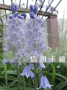 信用卡逾期多久能清除