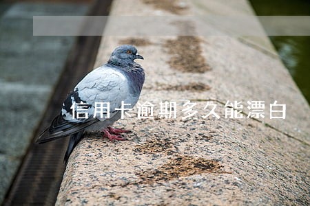 信用卡逾期多久能漂白 信用卡逾期多久能漂白